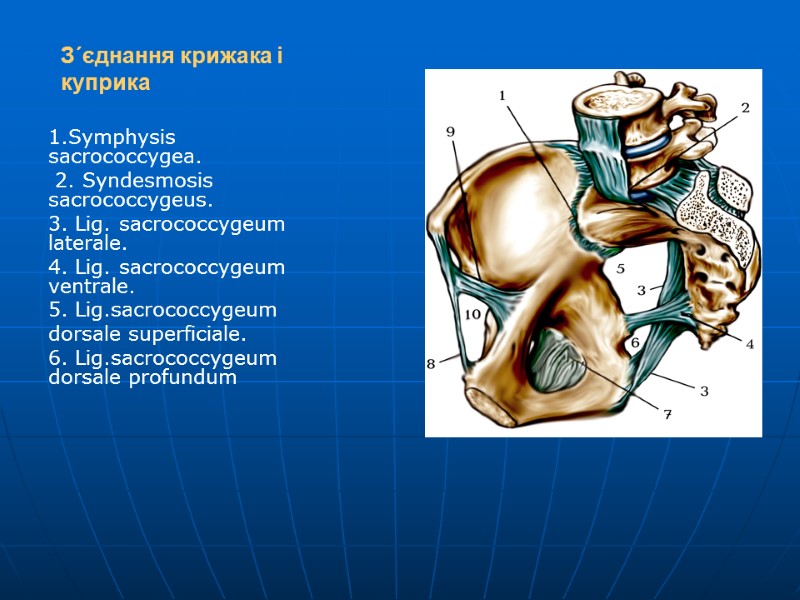 З´єднання крижака і куприка  1.Symphysis sacrococcygea.  2. Syndesmosis sacrococcygeus. 3. Lig. sacrococcygeum